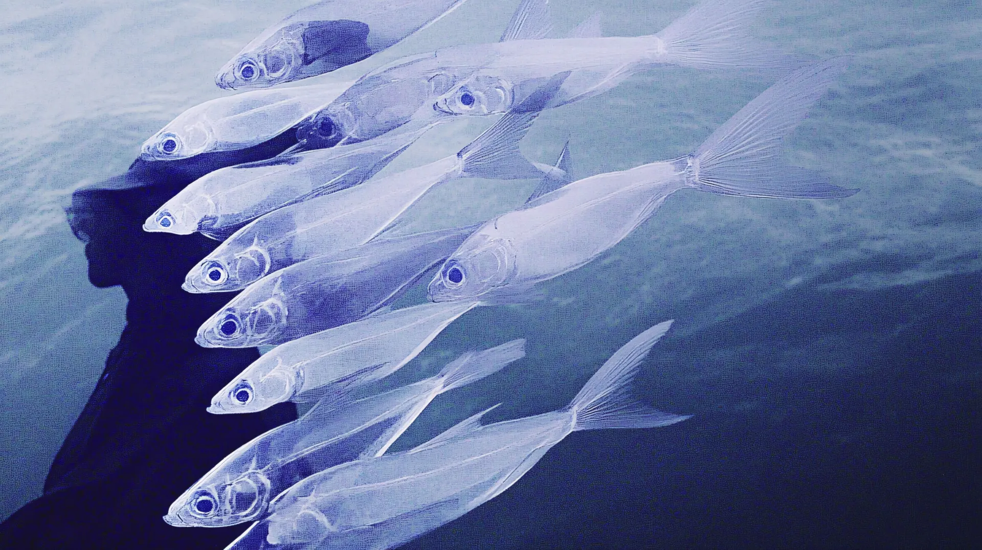 Ethereal White Fish in Blue Water Abstract Wallpaper