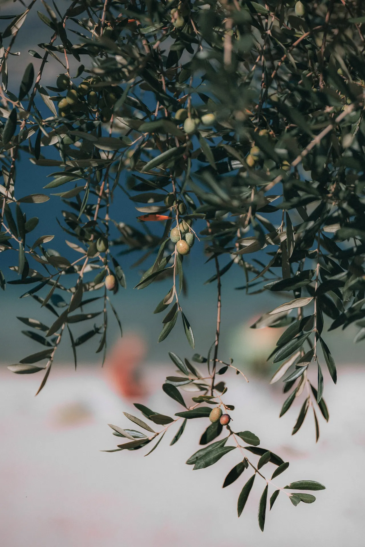 Green Olives on Olive Tree Branches Wallpaper