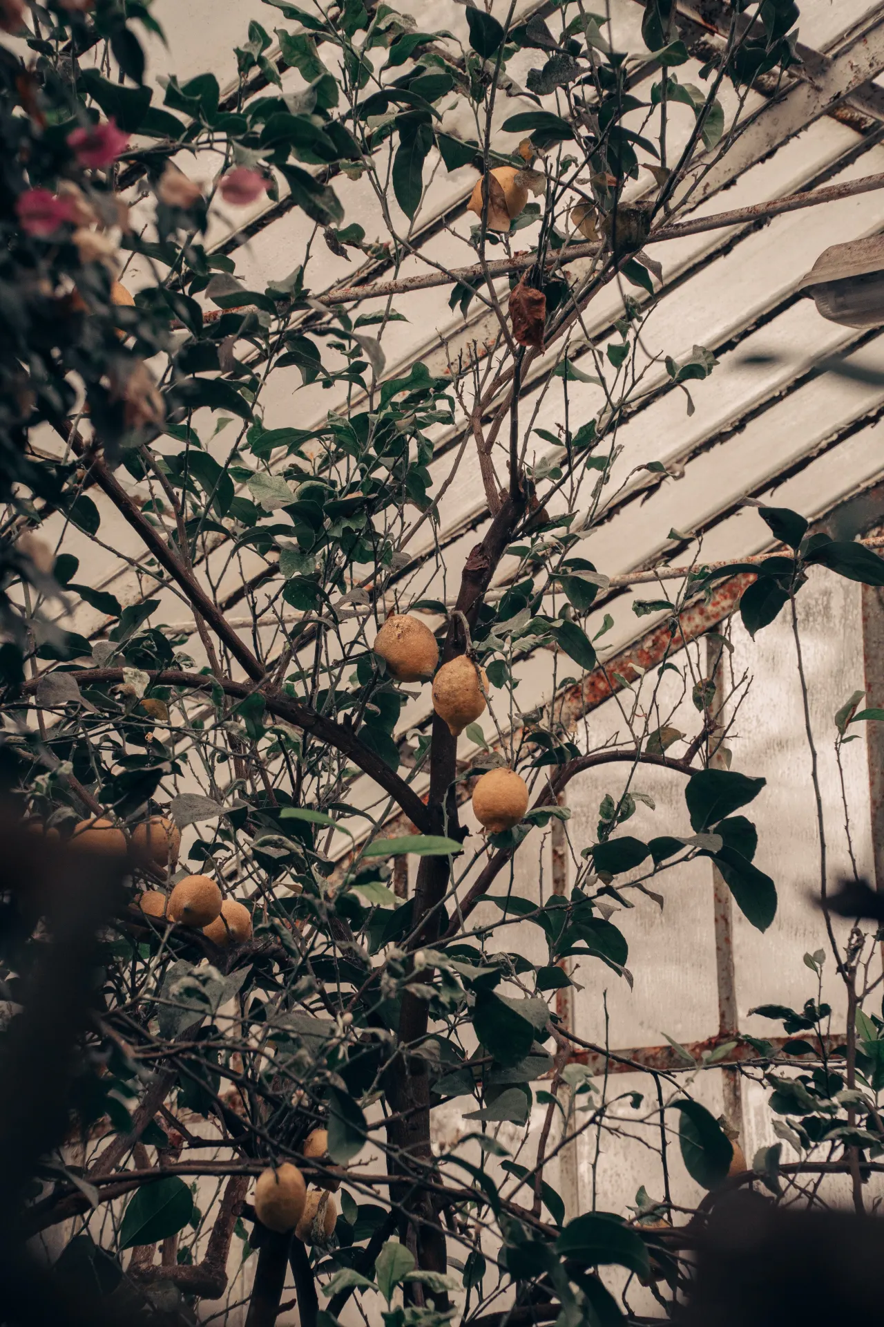 Rustic Lemon Tree in Greenhouse Wallpaper