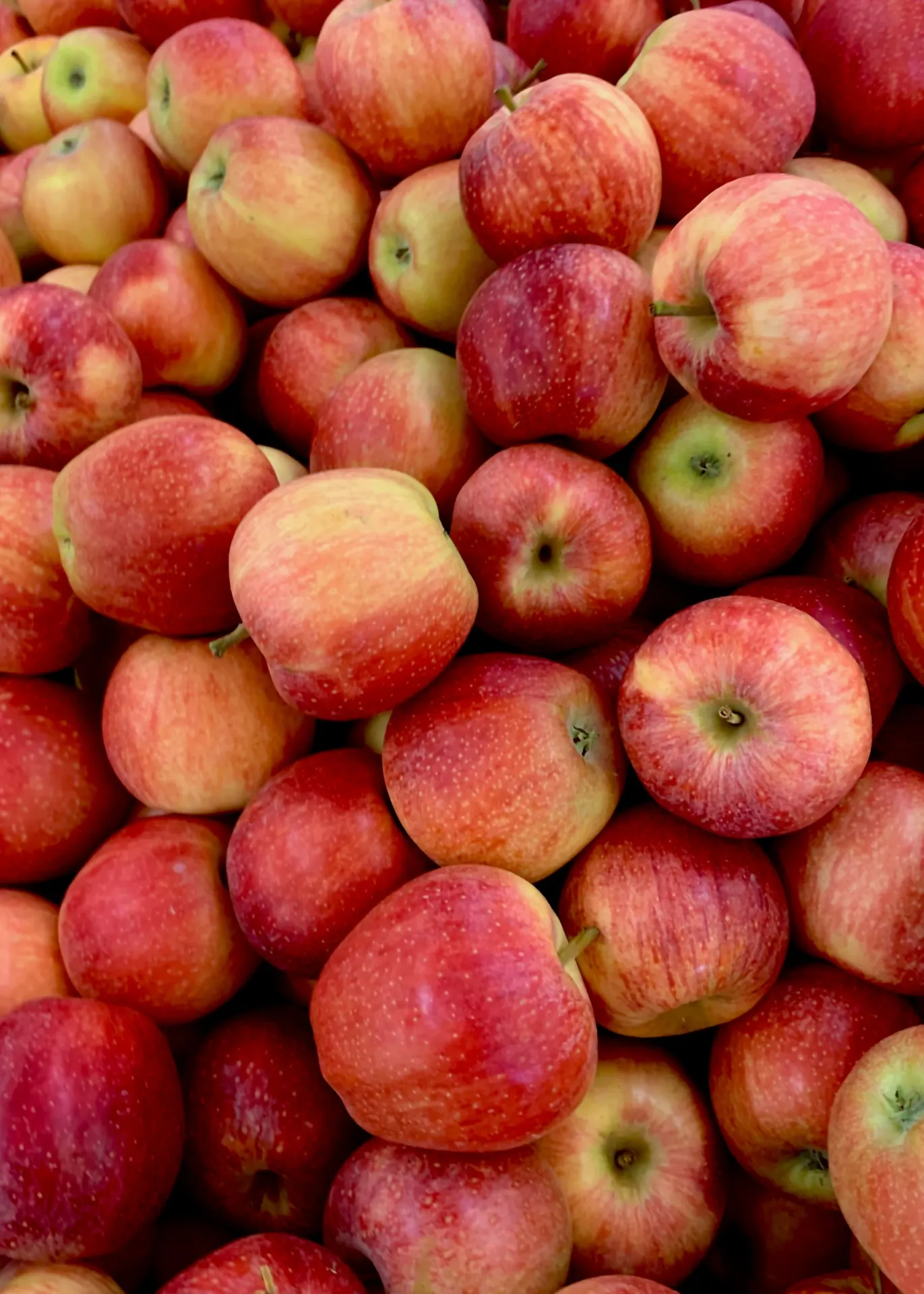 Fresh Red Apples Fruit Wallpaper