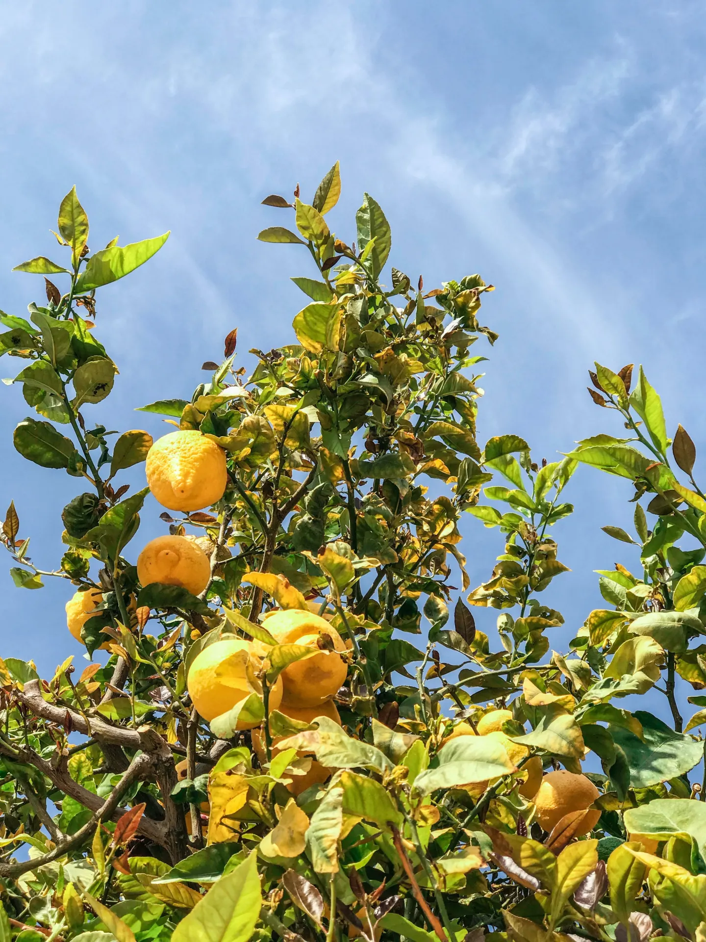 Fresh Yellow Lemons on Tree Wallpaper