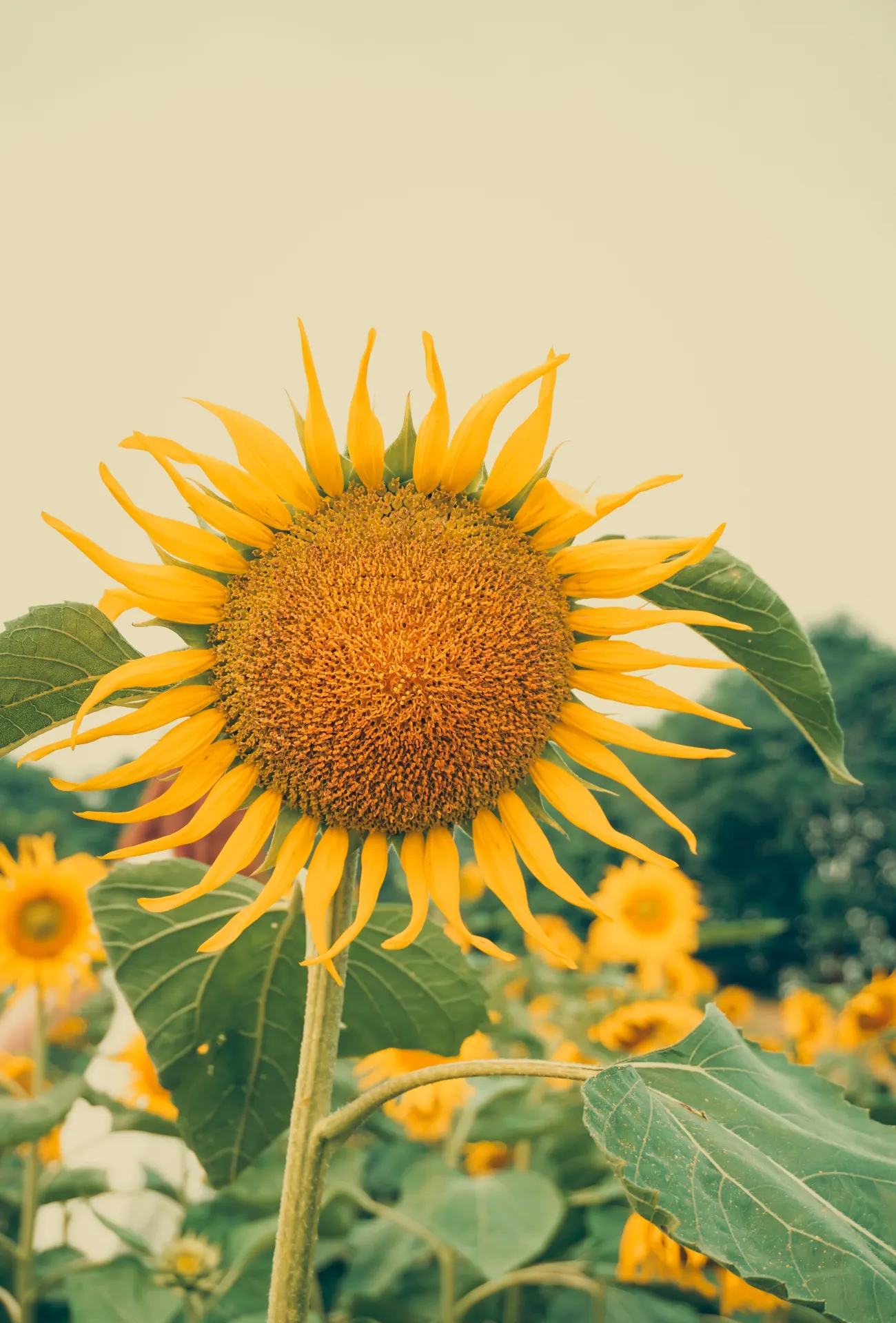 Beautiful Golden Sunflower Nature Wallpaper