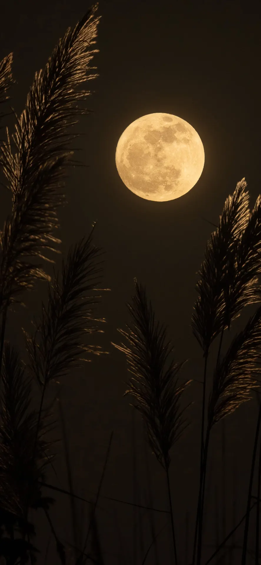 Golden Full Moon Night Nature Wallpaper