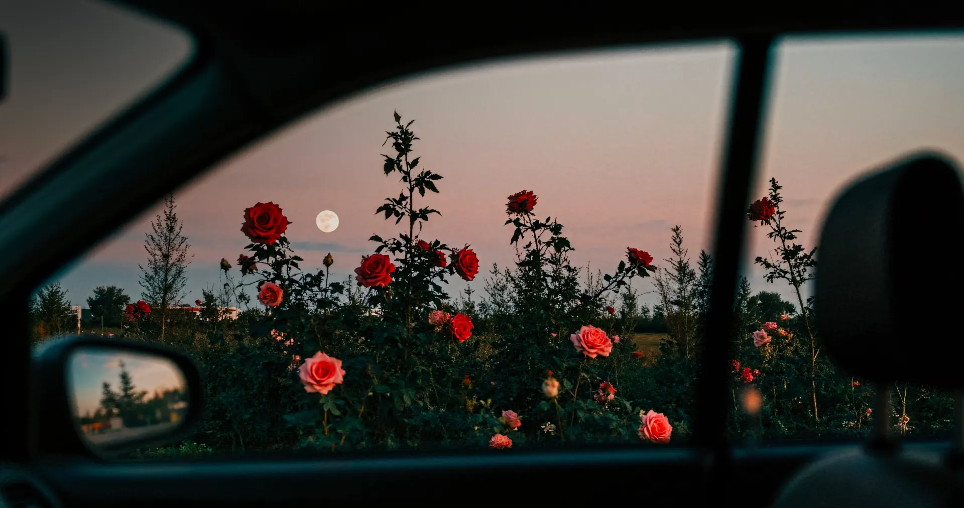 Romantic Rose Garden Under the Moonlight Car Wallpaper